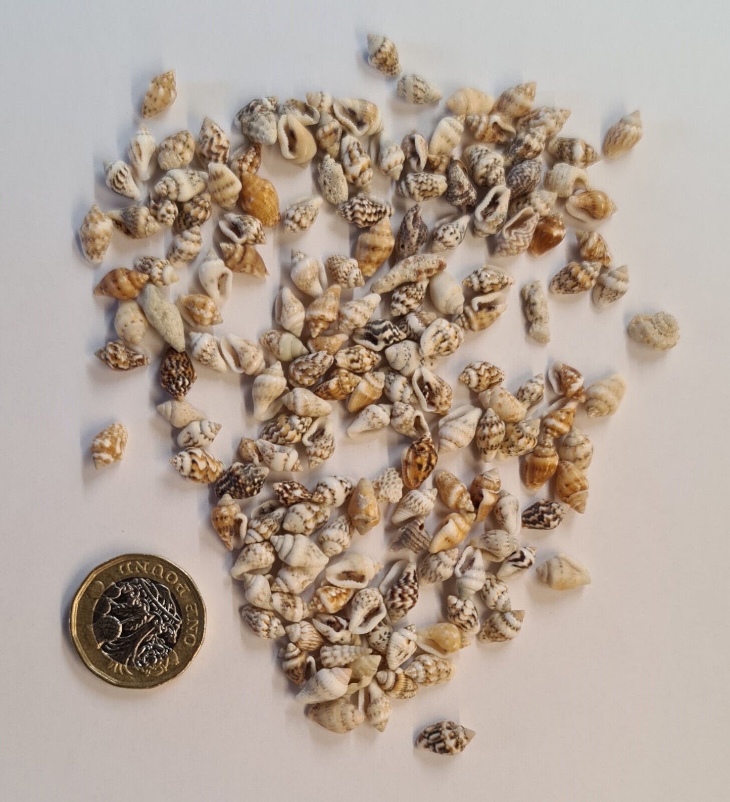 20g SMALL SHELLS (M03)