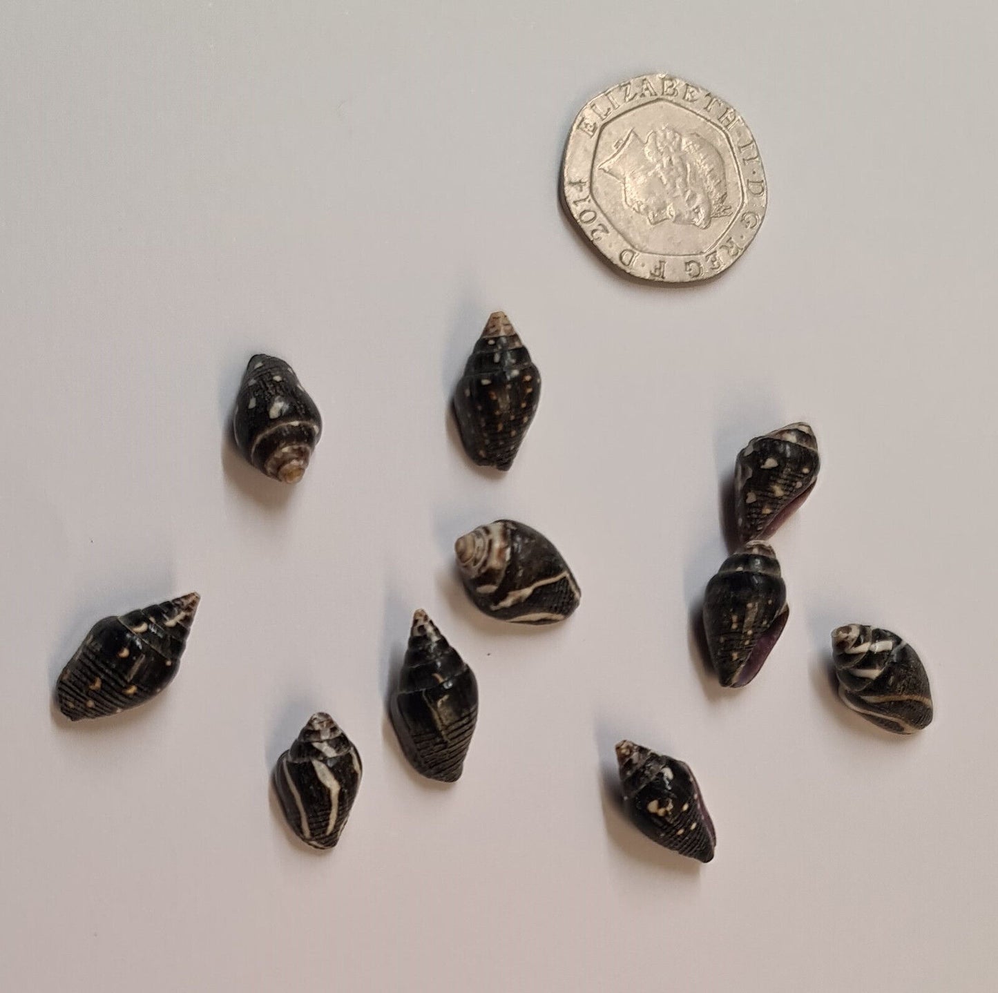 10 x BLACK AQUARIUM SNAIL SHELLS (N02)