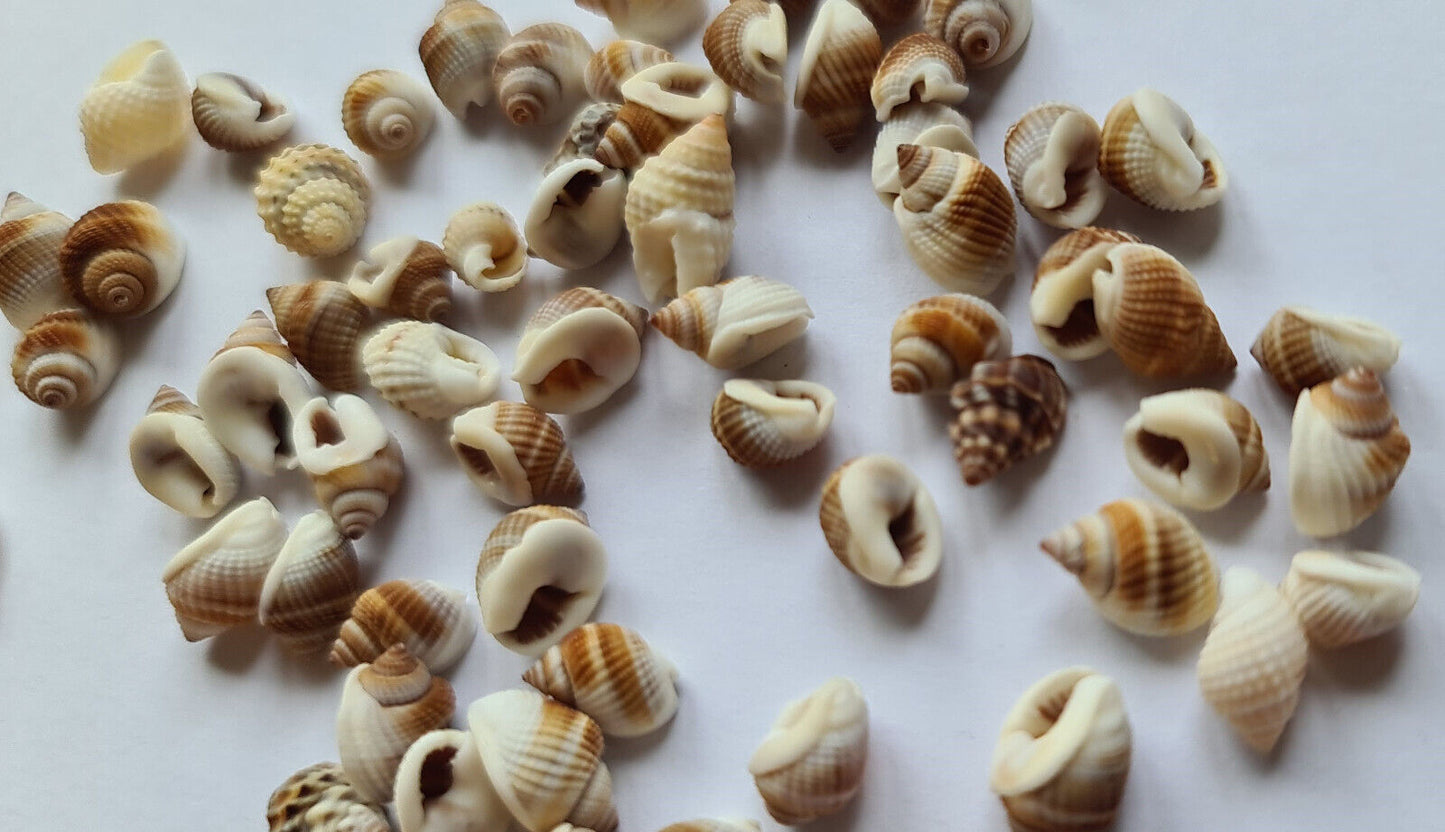 20g AQUARIUM SNAIL SHELLS O02)