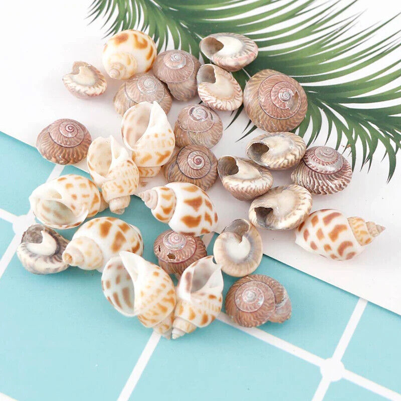 100 x SHELLS IN BOX FOR HERMIT CRABS