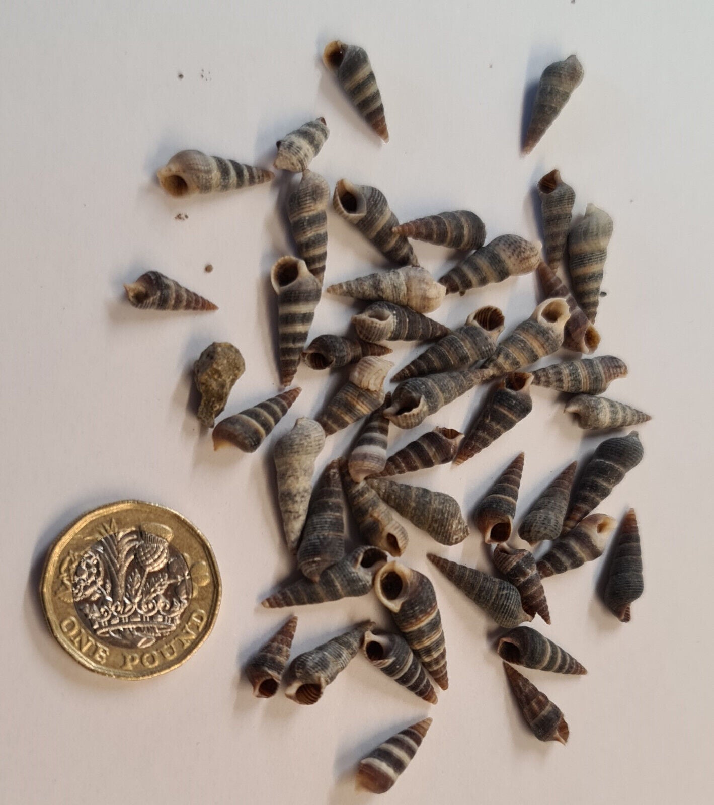 10g SMALL SHELLS (O03)