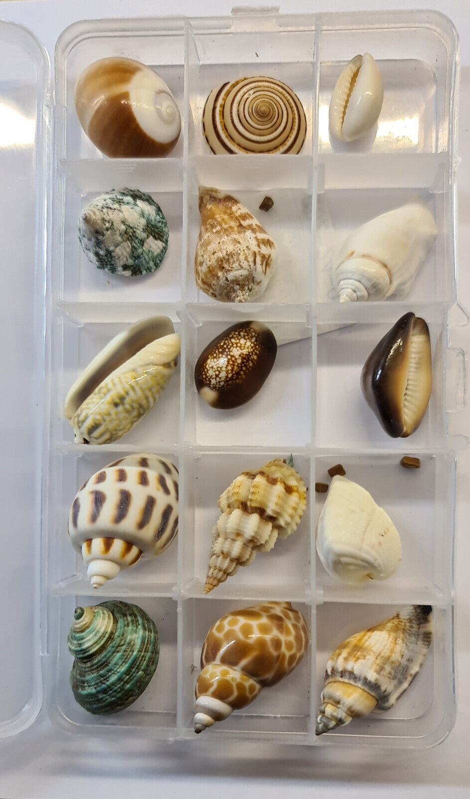 15 x LARGE AQUARIUM SNAIL SHELLS