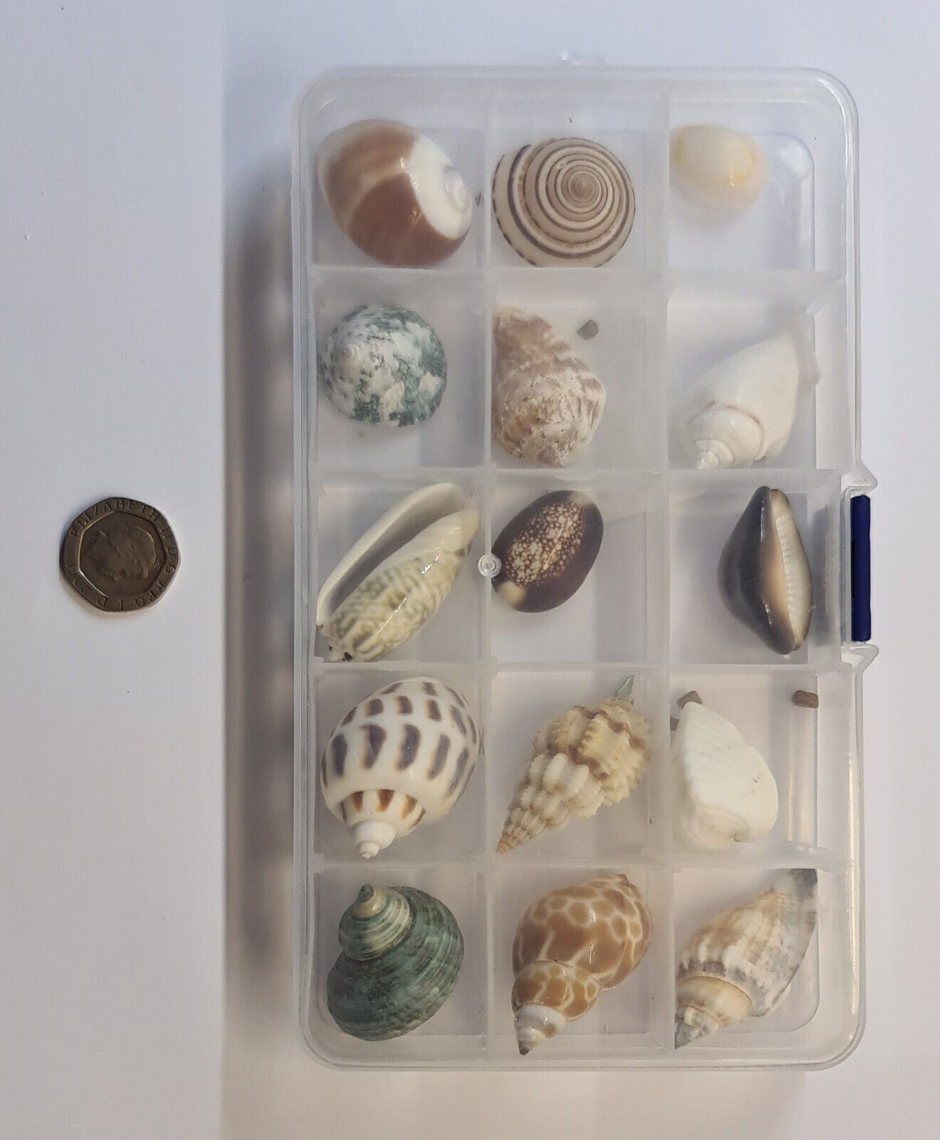 15 x LARGE AQUARIUM SNAIL SHELLS