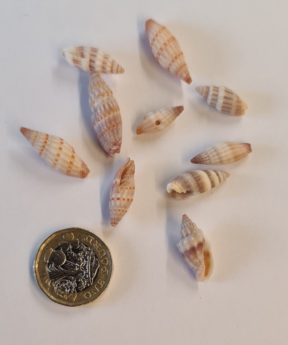 10 x SMALL SHELLS (Q03)