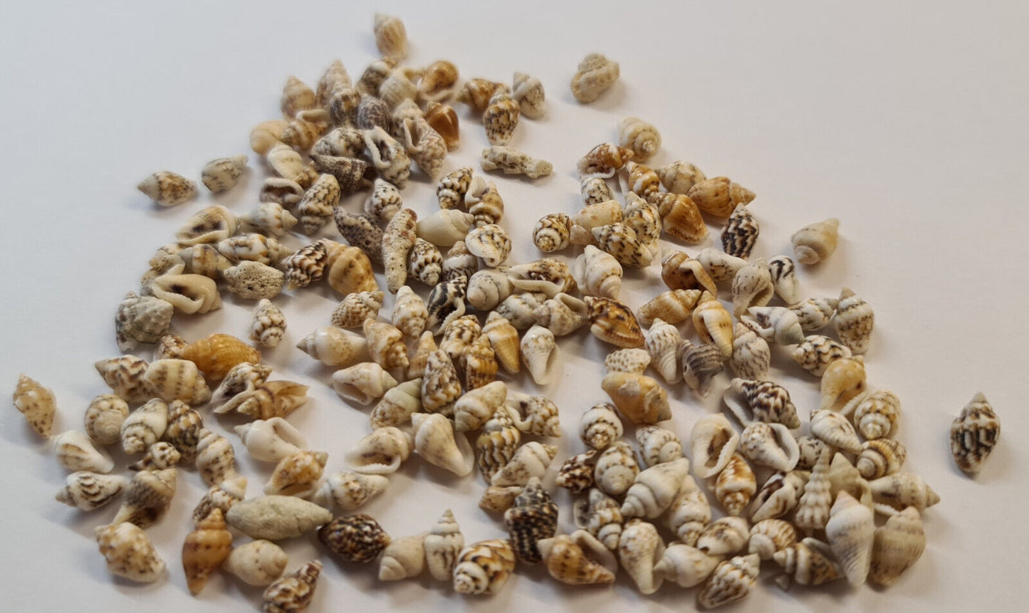 20g SMALL SHELLS (M03)