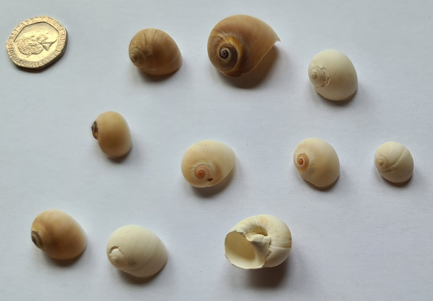 10 x AQUARIUM SNAIL SHELLS (W08)