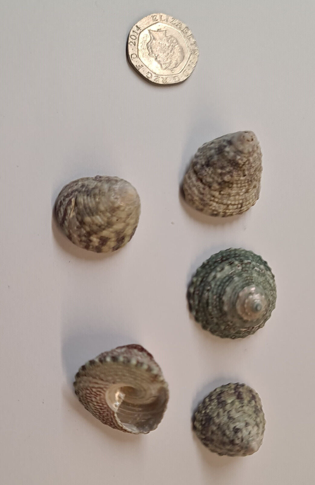 5 x TURBO AQUARIUM SNAIL SHELLS (M04)