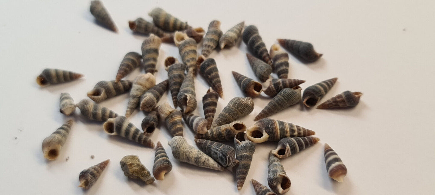 10g SMALL SHELLS (O03)