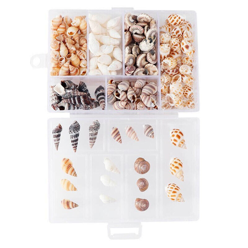 100 x SHELLS IN BOX FOR HERMIT CRABS