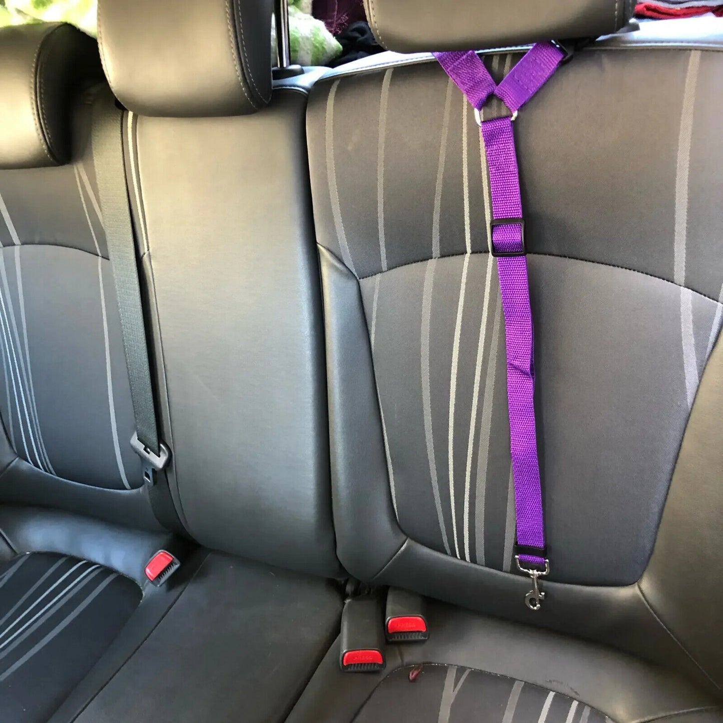 BLACK DOG CAR RESTRAINT