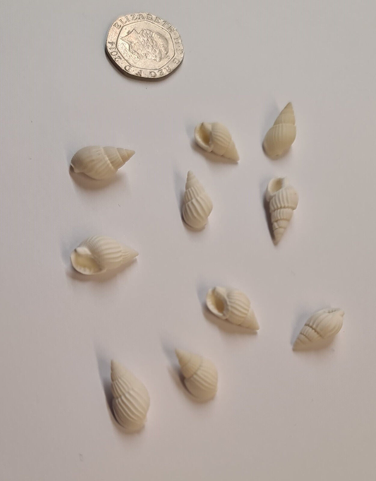 10 x WHITE AQUARIUM SNAIL SHELLS (M02)