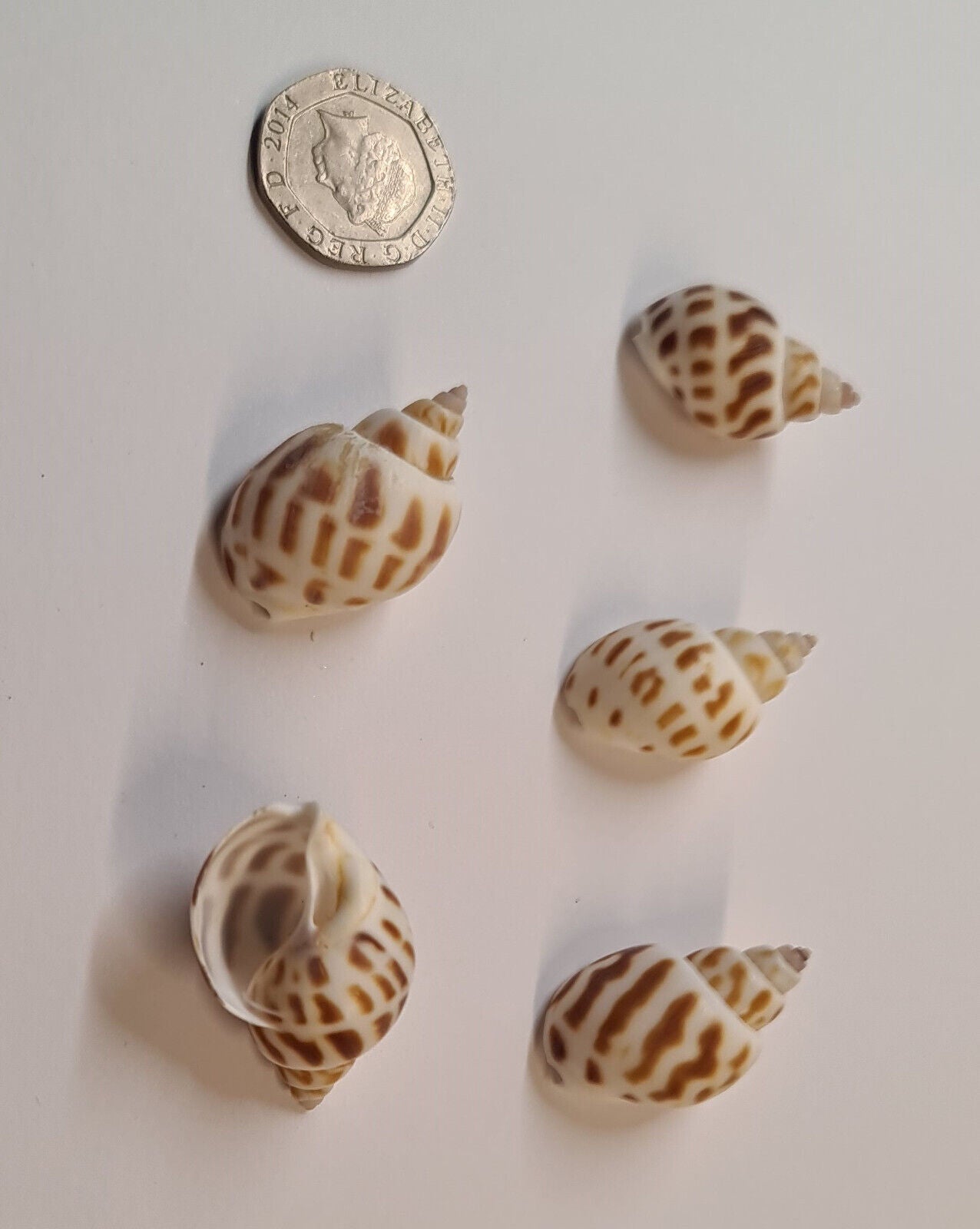 5 x AQUARIUM SNAIL SHELLS (P04)