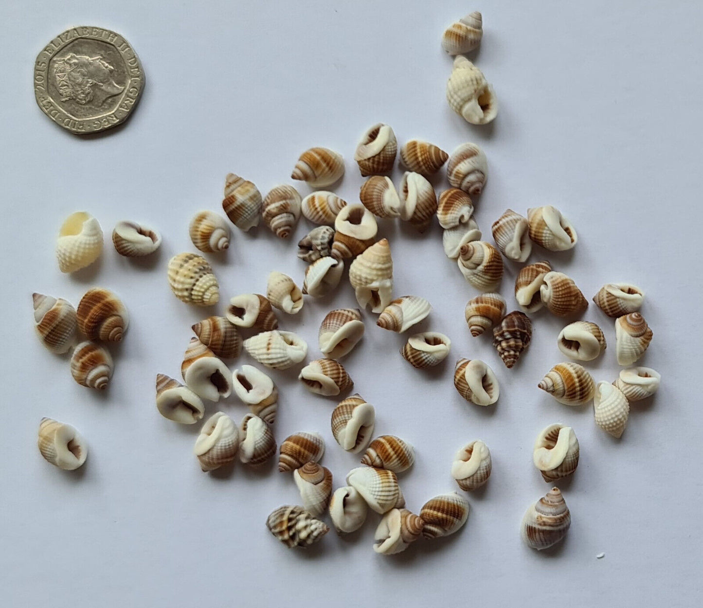 20g AQUARIUM SNAIL SHELLS O02)