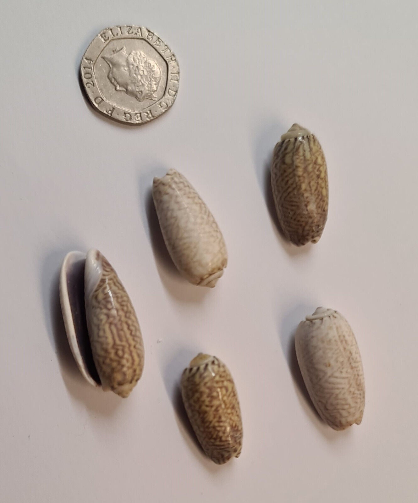 5 x OLIVE AQUARIUM SNAIL SHELLS (O04)