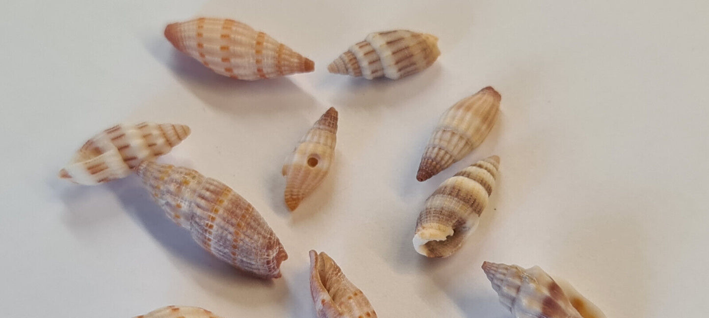 10 x SMALL SHELLS (Q03)