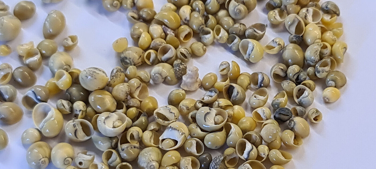 10g SMALL SHELLS (N03)