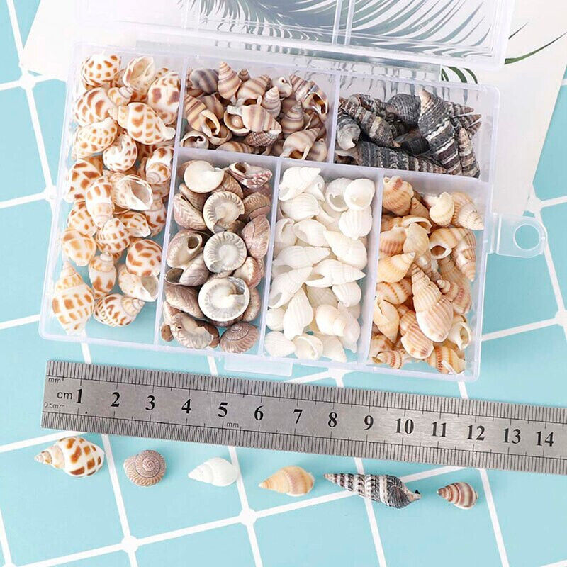 100 x SHELLS IN BOX FOR HERMIT CRABS