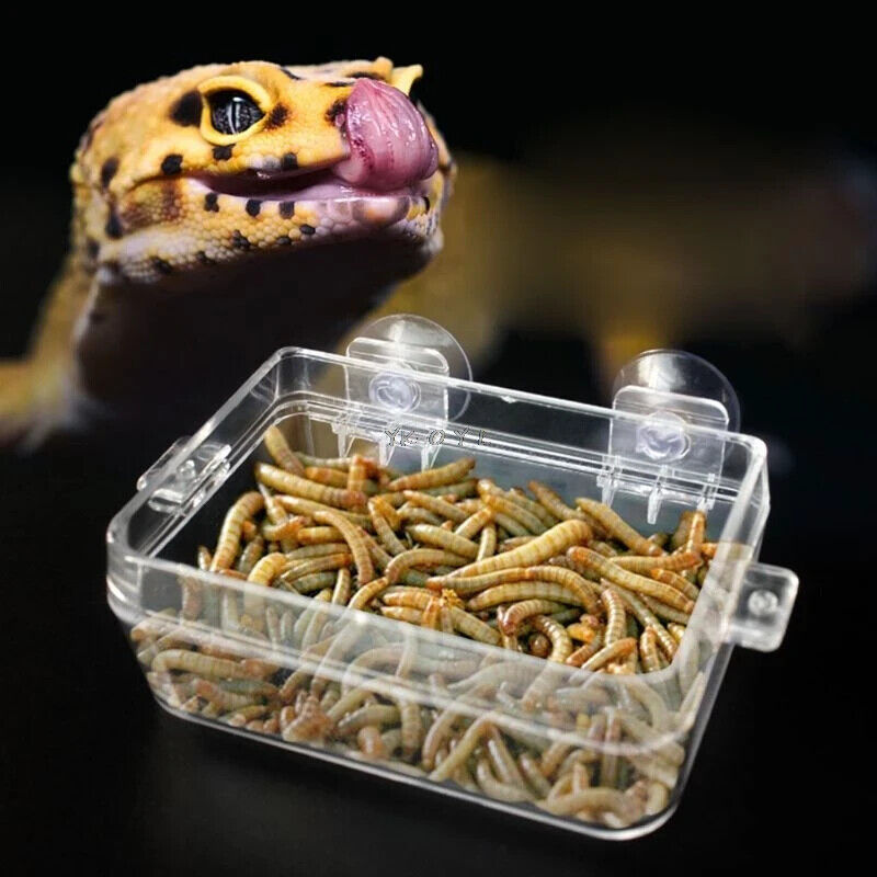 REPTILE LARGE SUCTION FEEDING DISH