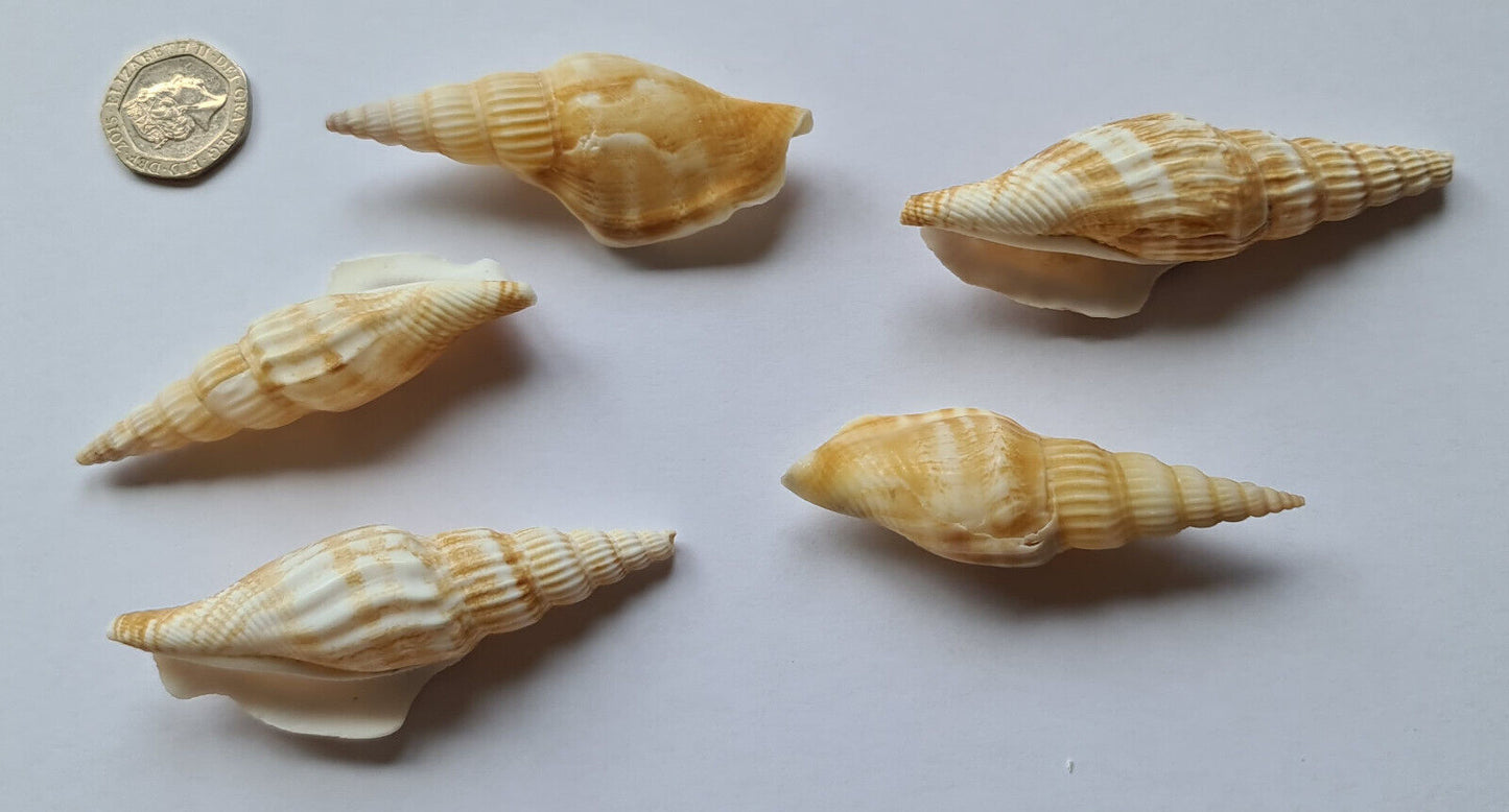 5 x AQUARIUM SNAIL SHELLS (P02)