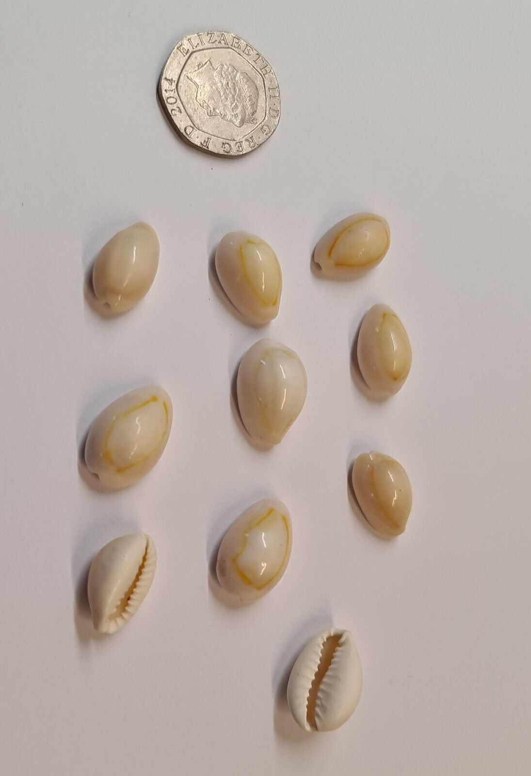 10 x WHITE COWRIE AQUARIUM SNAIL SHELLS (N04)