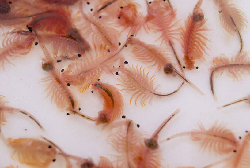 ARTEMIA / BRINE SHRIMP EGGS 95% HATCH RATE