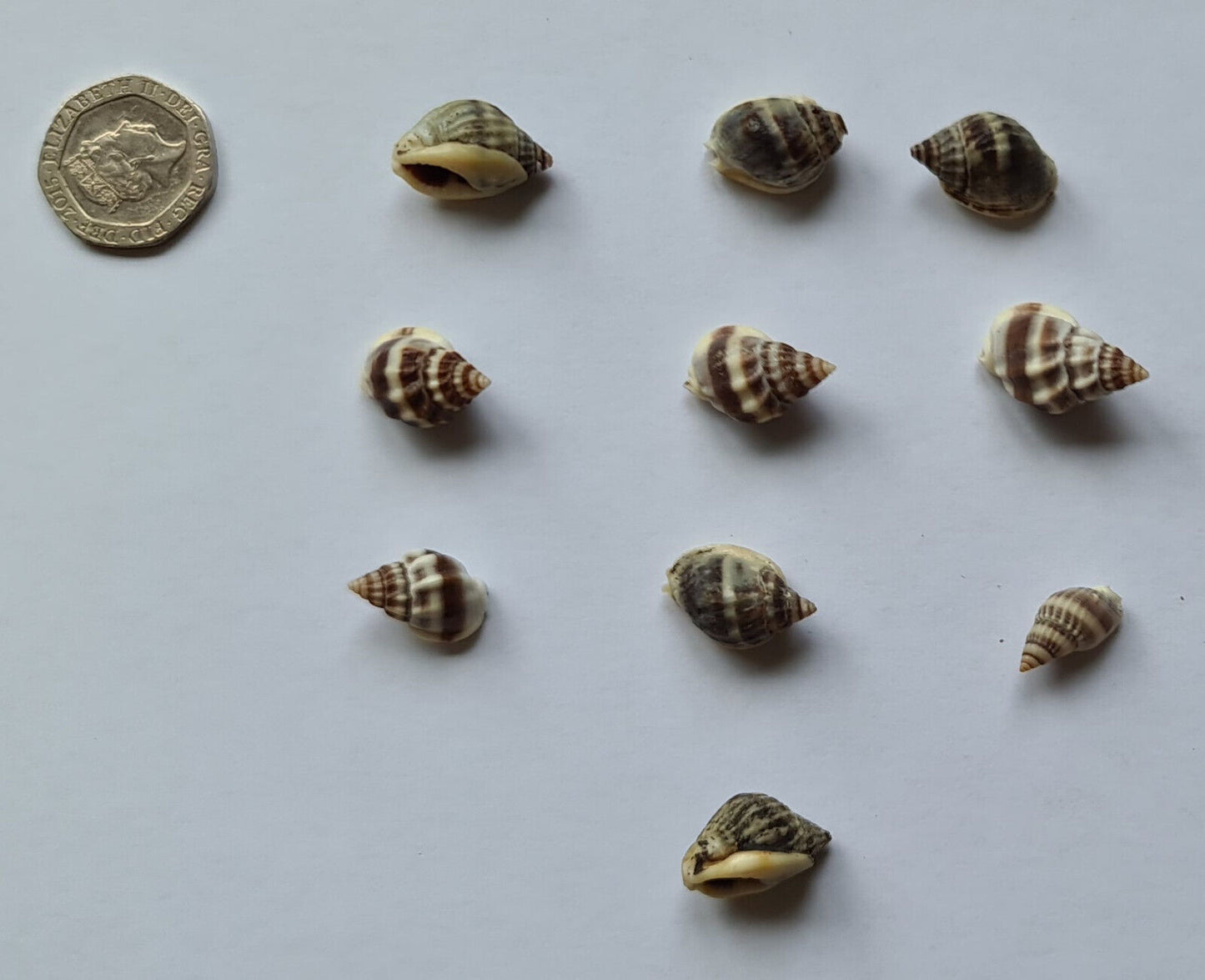 10 x AQUARIUM SNAIL SHELLS (V08)