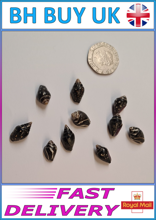 10 x BLACK AQUARIUM SNAIL SHELLS (N02)