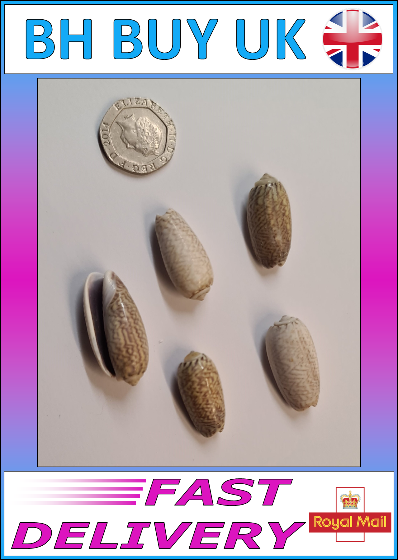 5 x OLIVE AQUARIUM SNAIL SHELLS (O04)