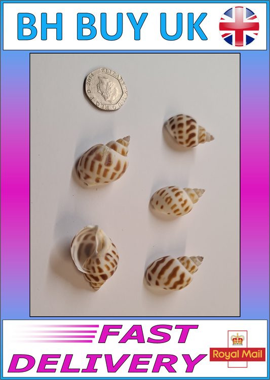 5 x AQUARIUM SNAIL SHELLS (P04)