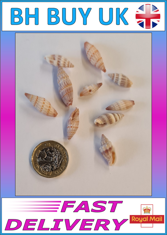 10 x SMALL SHELLS (Q03)