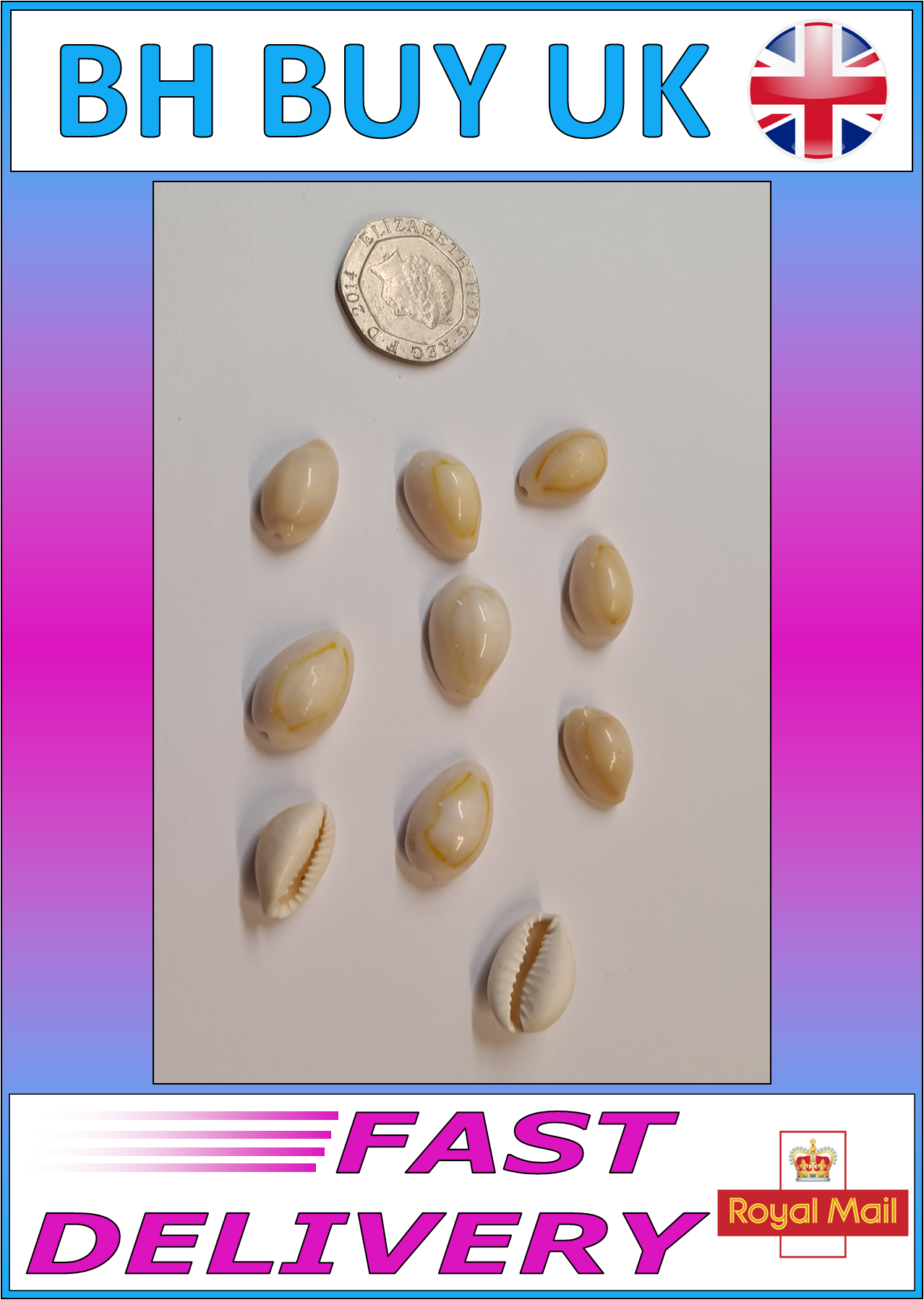 10 x WHITE COWRIE AQUARIUM SNAIL SHELLS (N04)