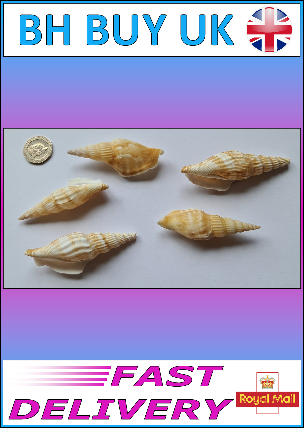 5 x AQUARIUM SNAIL SHELLS (P02)