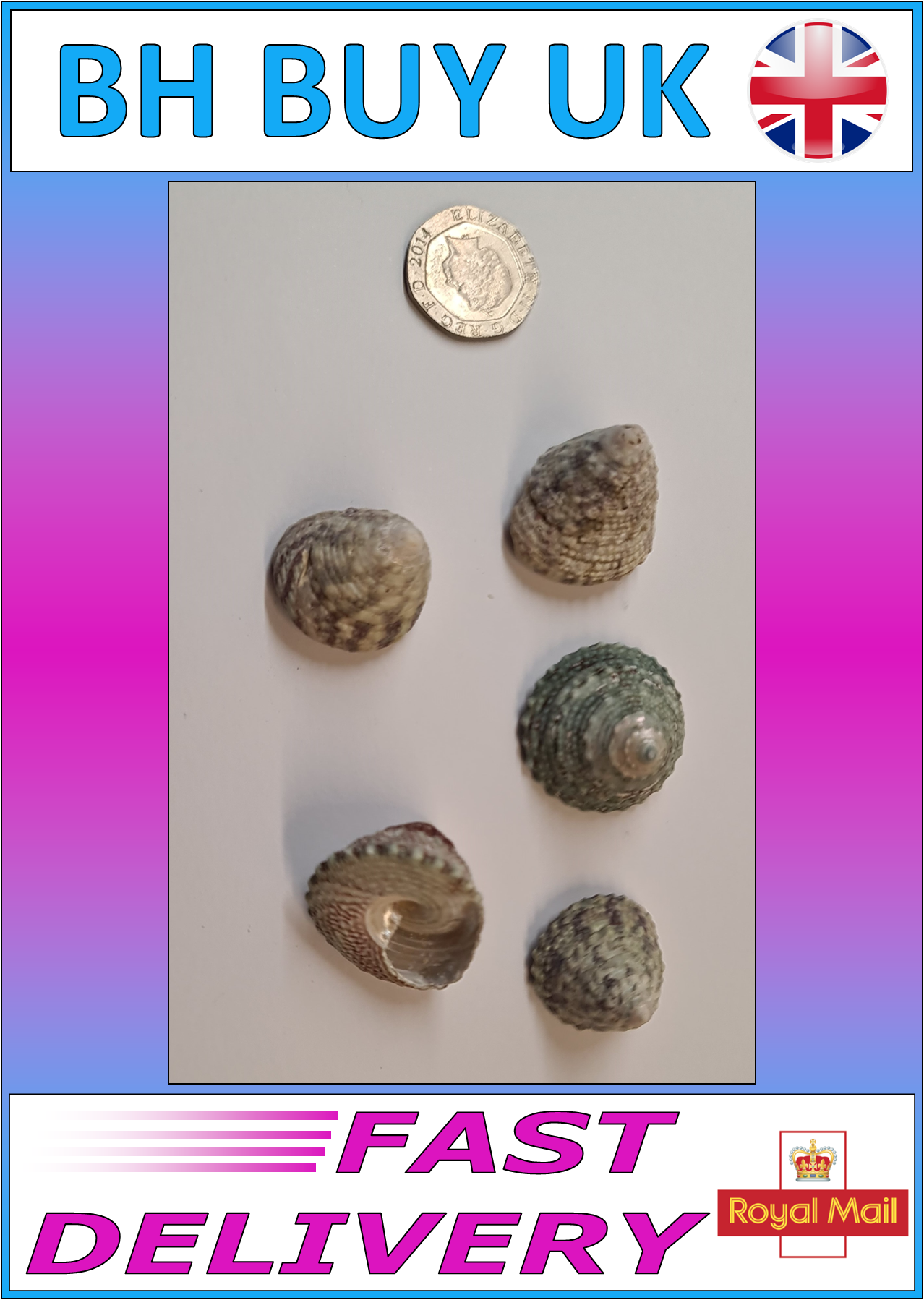 5 x TURBO AQUARIUM SNAIL SHELLS (M04)