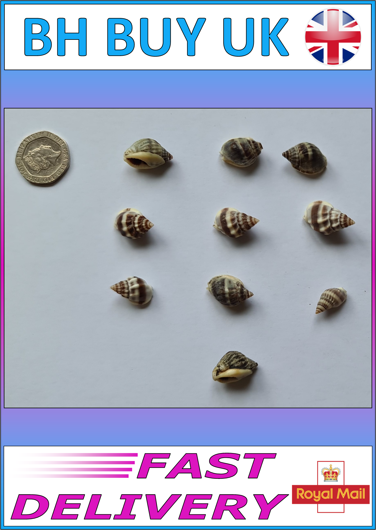 10 x AQUARIUM SNAIL SHELLS (V08)