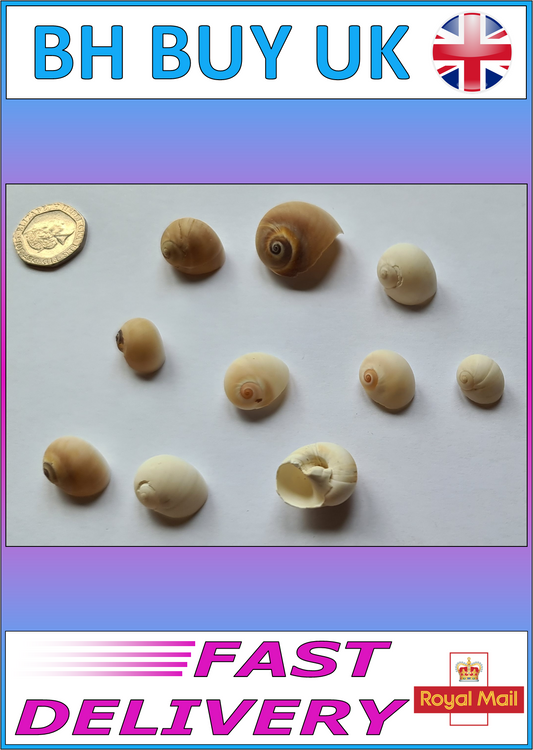 10 x AQUARIUM SNAIL SHELLS (W08)